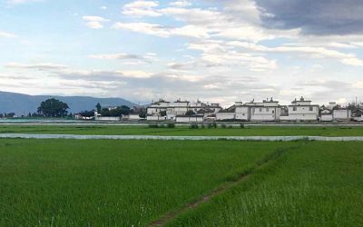Los arrozales en Dali
