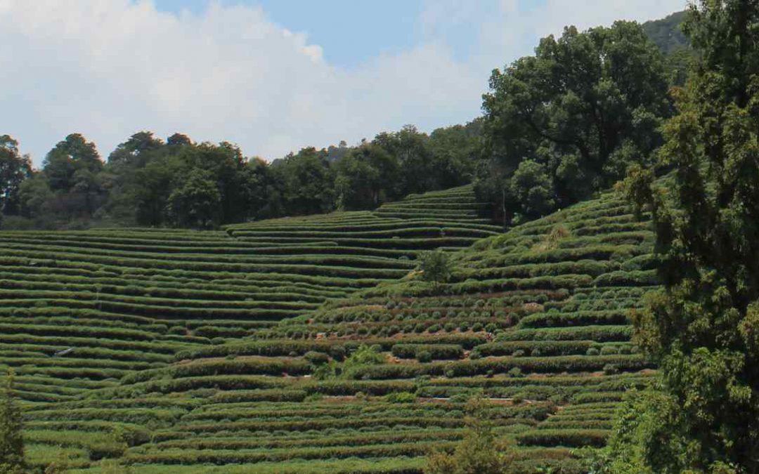 Como preparar el té verde para disfrutar de todos sus beneficios para la salud